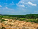 CHO THUÊ 18 HA ĐẤT QUY HOẠCH TRANG TRẠI NẤM CÔNG NGHỆ CAO TẠI GIA LAI 